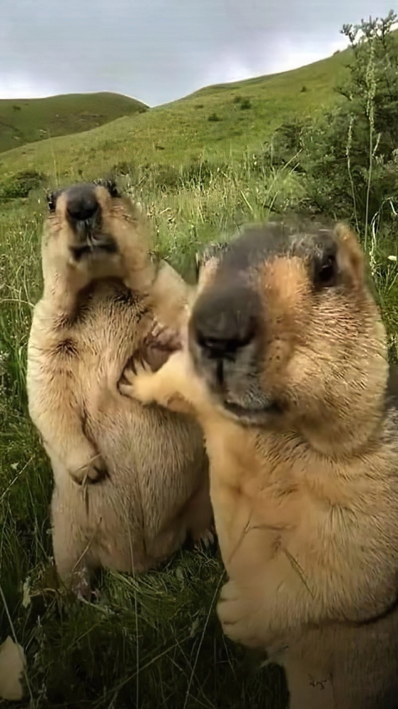 
        18&nbsp;случаев, когда животные превзошли людей в&nbsp;командной работе    