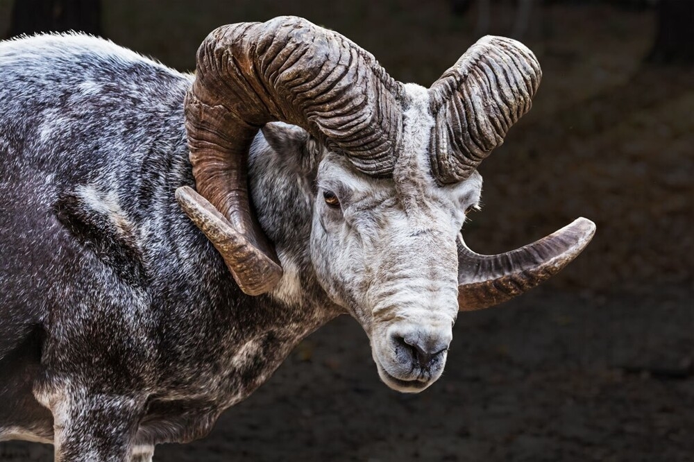 
        Мир&nbsp;животных-2    