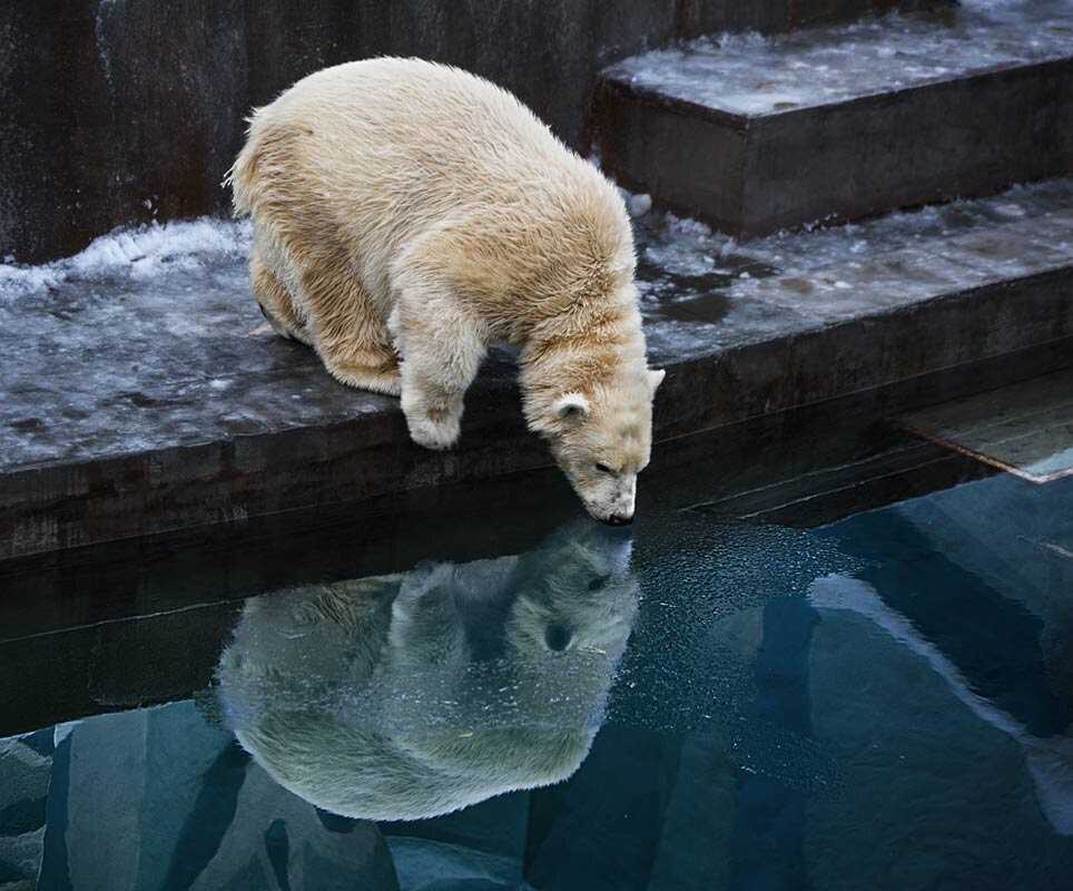 
        Мир&nbsp;животных-5    