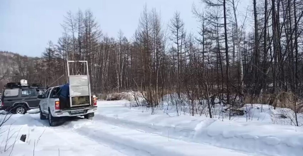 
        Тигрица долго не&nbsp;хотела возвращаться в&nbsp;дикую природу    