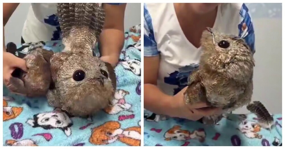 Бразильские пожарные спасли исполинского козодоя
Бразильские пожарные спасли исполинского козодоя