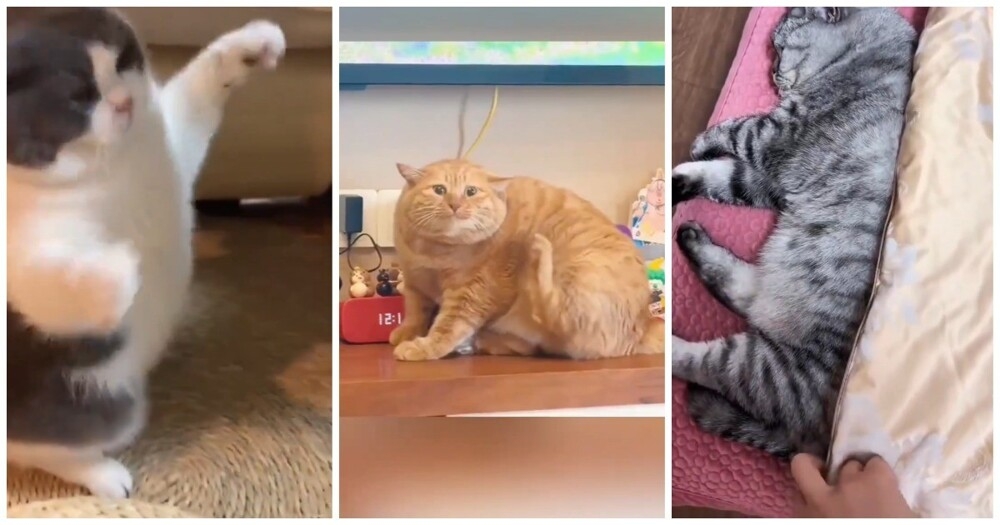 
        Будни толстых котов    