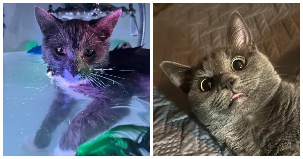 
        20&nbsp;снимков, на&nbsp;которых котики отжигают по&nbsp;полной    