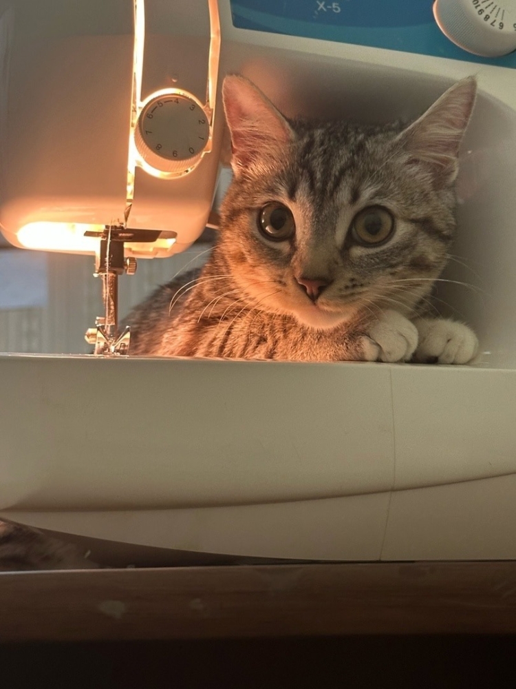 
        17&nbsp;фото, которые доказывают, что&nbsp;коты способны проникнуть куда угодно    