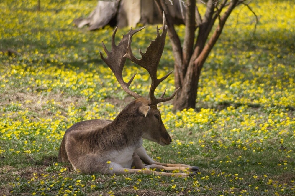 
        Мир&nbsp;животных-2    