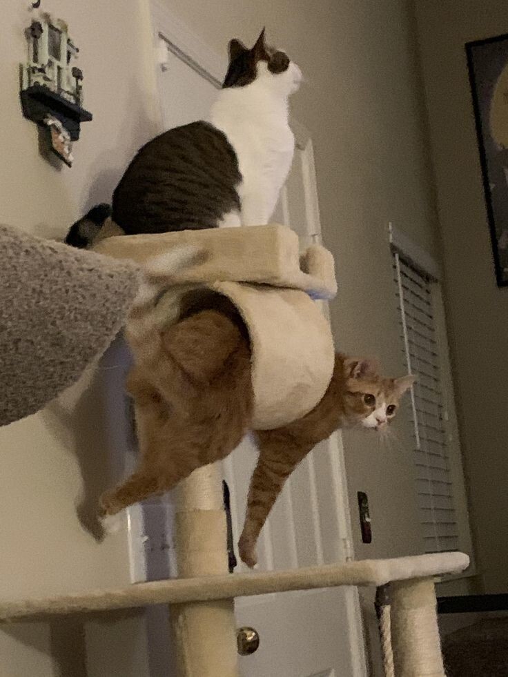 
        25&nbsp;животных, не&nbsp;рассчитавших траекторию и&nbsp;открывших закон подлости    