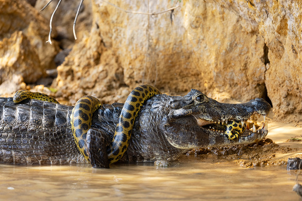 Анаконда: 5 фактов, которые ломают шаблоны об этой змее
Анаконда: 5 фактов, которые ломают шаблоны об этой змее
