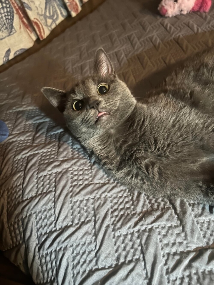 
        20&nbsp;снимков, на&nbsp;которых котики отжигают по&nbsp;полной    