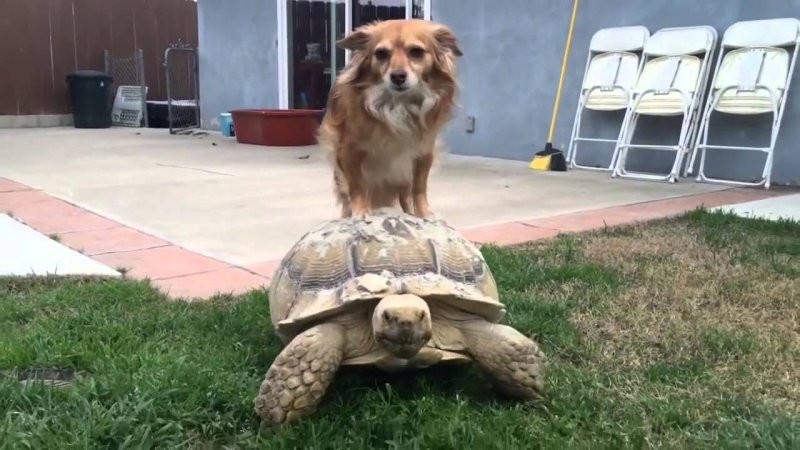 
        27&nbsp;примеров невероятной дружбы животных, от&nbsp;которой мир&nbsp;становится добрее    