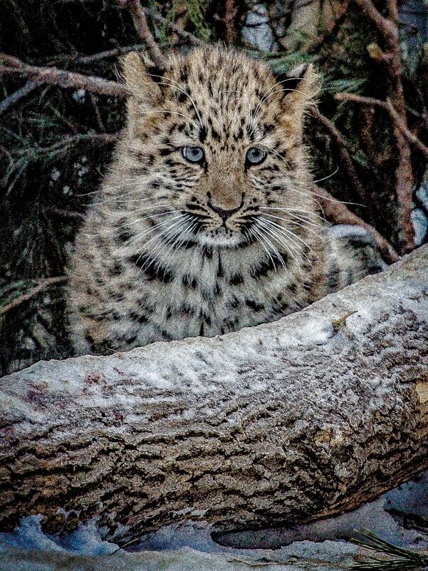 
        Мир&nbsp;животных-6    