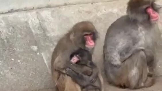 Малыша Панча крепко обняла взрослая обезьяна
Малыша Панча крепко обняла взрослая обезьяна