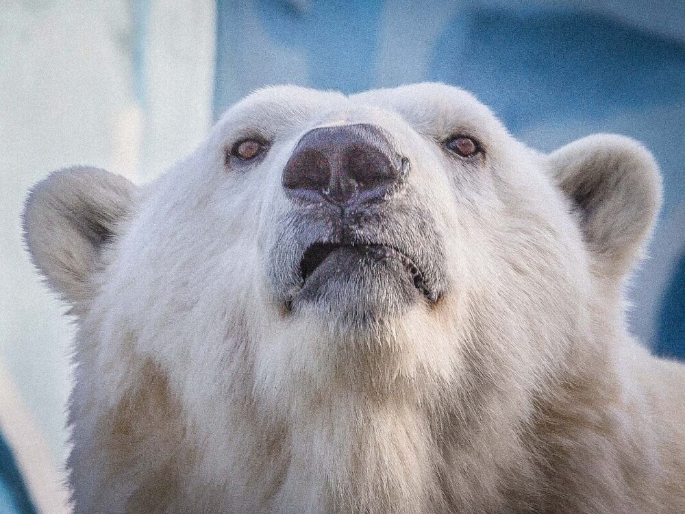 
        Мир&nbsp;животных-6    