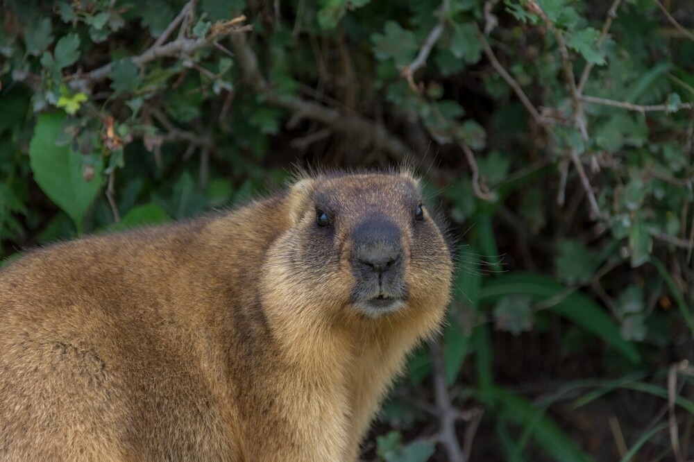 
        Мир&nbsp;животных-2    