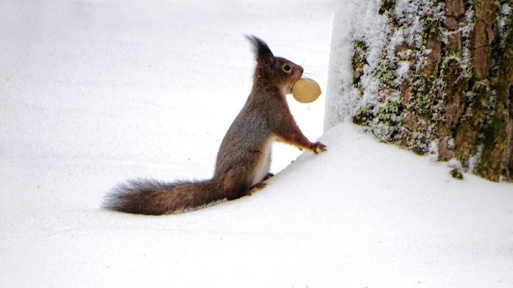 
        Мир&nbsp;животных-6    