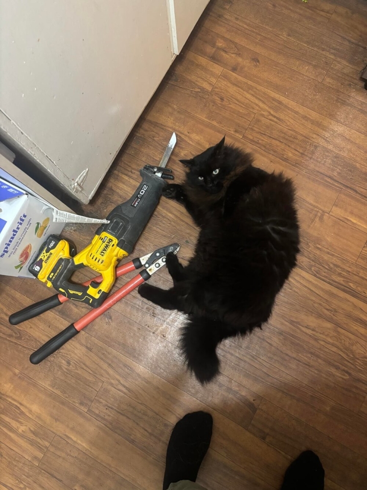 
        30&nbsp;фото котов, глядя на&nbsp;которые можно прожить понедельник с&nbsp;улыбкой    