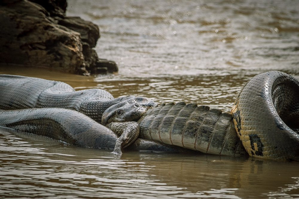 Анаконда: 5 фактов, которые ломают шаблоны об этой змее
Анаконда: 5 фактов, которые ломают шаблоны об этой змее