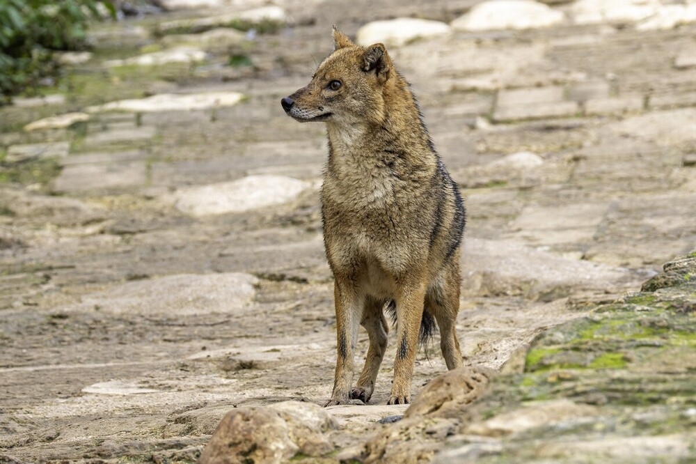 
        Мир&nbsp;животных-2    