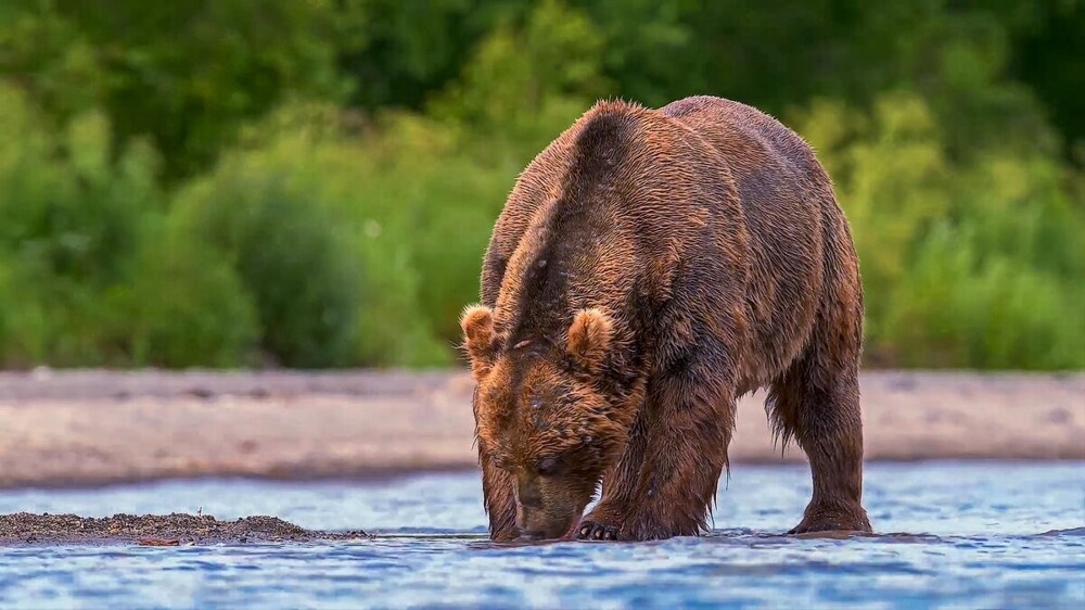 
        Мир&nbsp;животных-6    