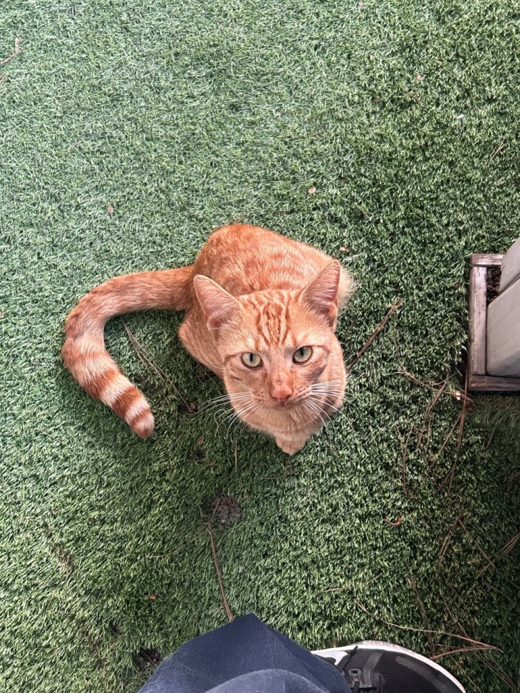 
        20&nbsp;снимков, на&nbsp;которых котики отжигают по&nbsp;полной    