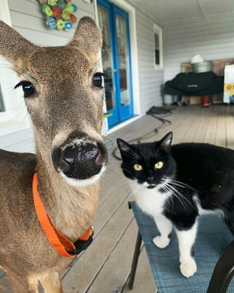 
        27&nbsp;примеров невероятной дружбы животных, от&nbsp;которой мир&nbsp;становится добрее    