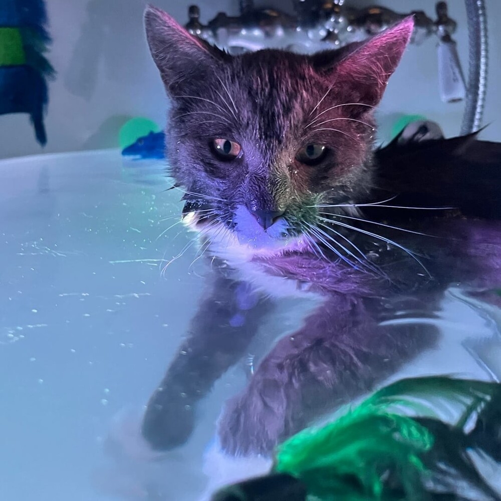 
        20&nbsp;снимков, на&nbsp;которых котики отжигают по&nbsp;полной    