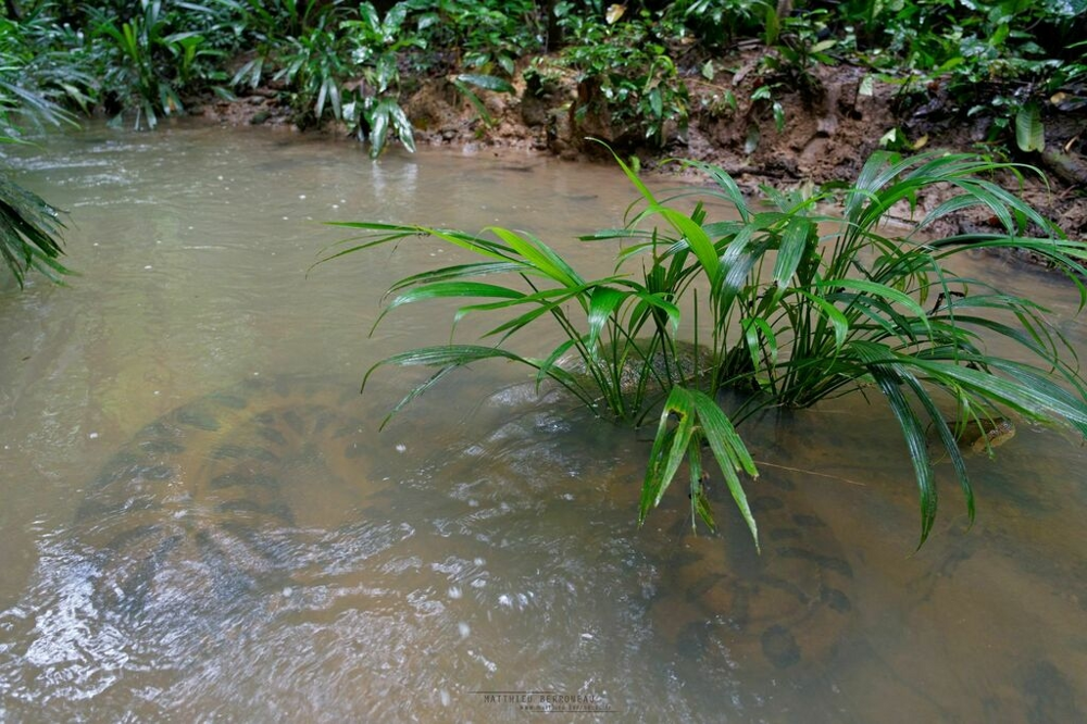 Анаконда: 5 фактов, которые ломают шаблоны об этой змее
Анаконда: 5 фактов, которые ломают шаблоны об этой змее