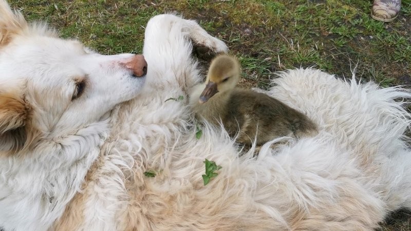 
        27&nbsp;примеров невероятной дружбы животных, от&nbsp;которой мир&nbsp;становится добрее    