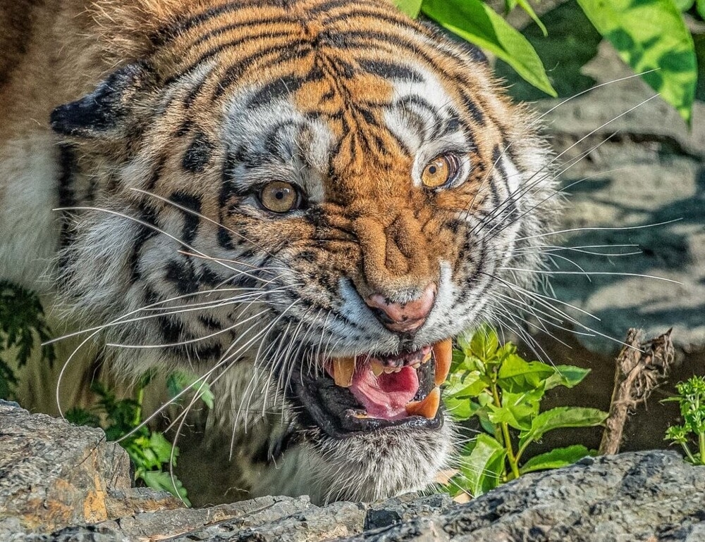 
        Мир&nbsp;животных-6    