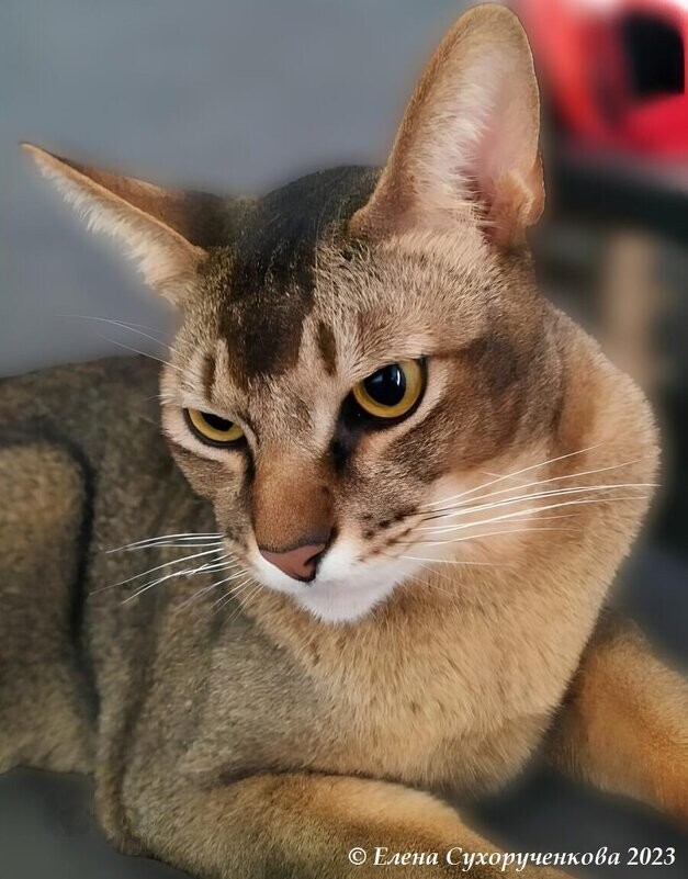 
        Мир&nbsp;животных-5    