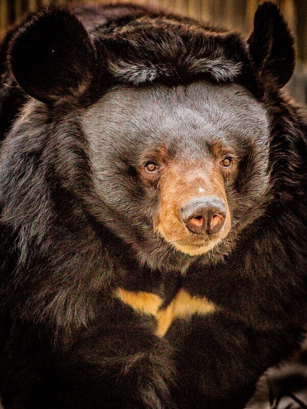 
        Мир&nbsp;животных-5    