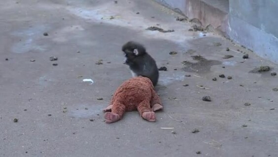 Макак с тяжёлой судьбой, который не расстаётся с плюшевой «мамой»
Макак с тяжёлой судьбой, который не расстаётся с плюшевой «мамой»