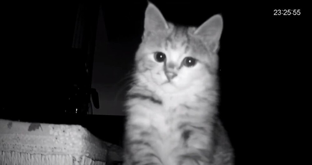 Котёнок скучает по своей хозяйке
Котёнок скучает по своей хозяйке