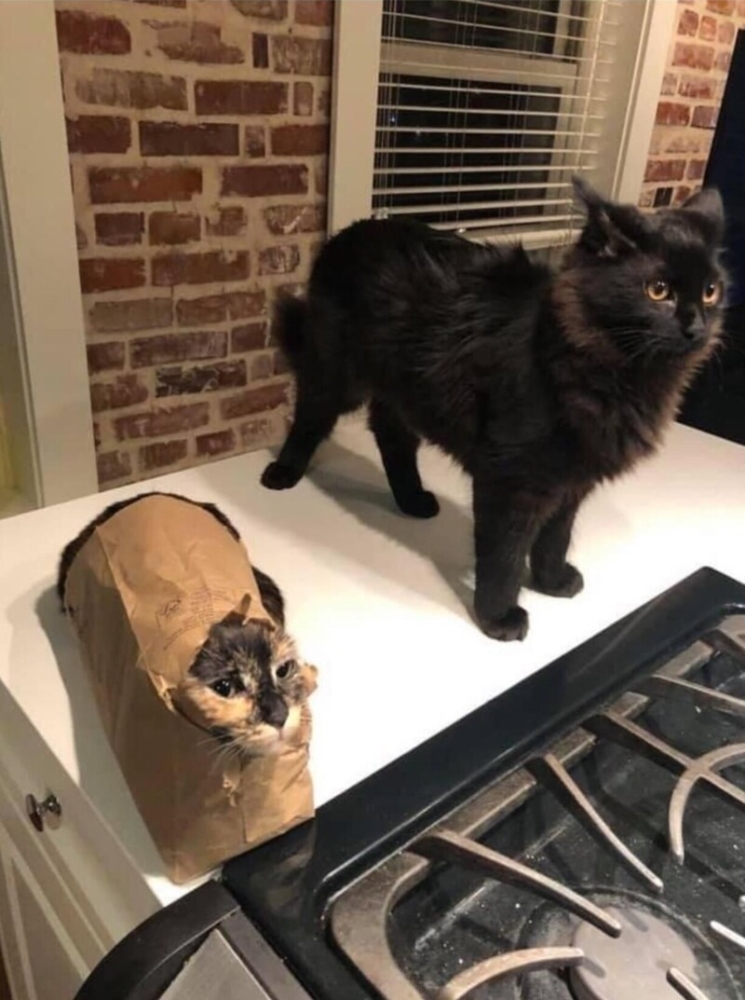 
        25&nbsp;животных, не&nbsp;рассчитавших траекторию и&nbsp;открывших закон подлости    