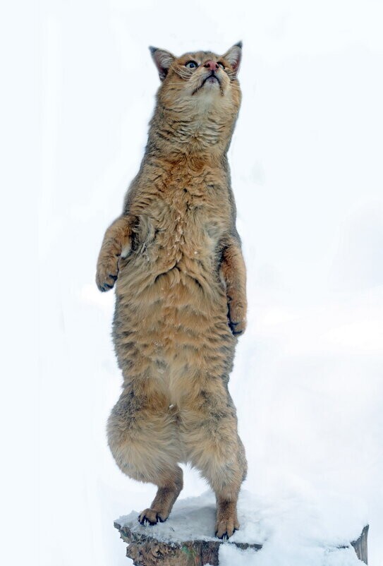 
        Мир&nbsp;животных-5    