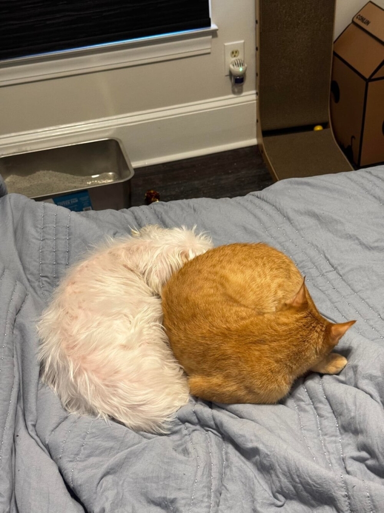 
        20&nbsp;снимков, на&nbsp;которых котики отжигают по&nbsp;полной    