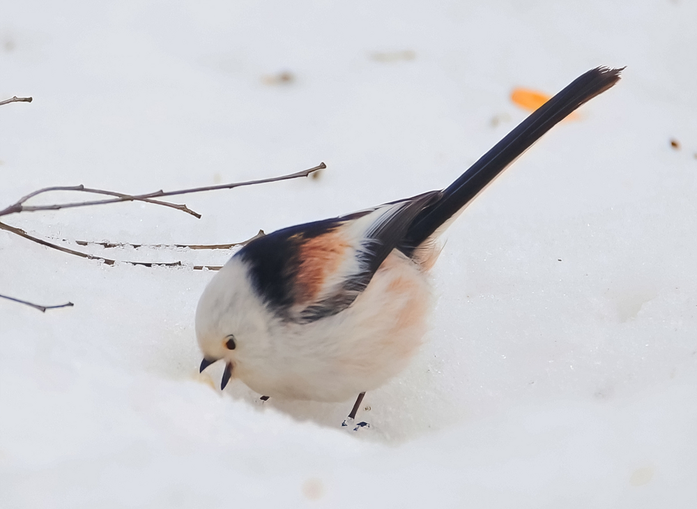 Ополовник: самая милая синица России
Ополовник: самая милая синица России