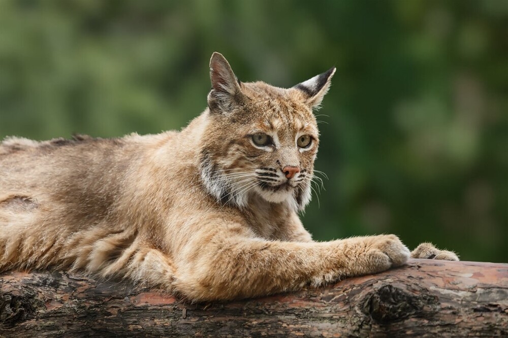 
        Мир&nbsp;животных-5    