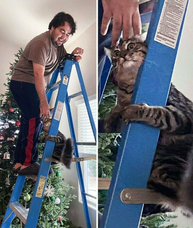 
        25&nbsp;животных, не&nbsp;рассчитавших траекторию и&nbsp;открывших закон подлости    