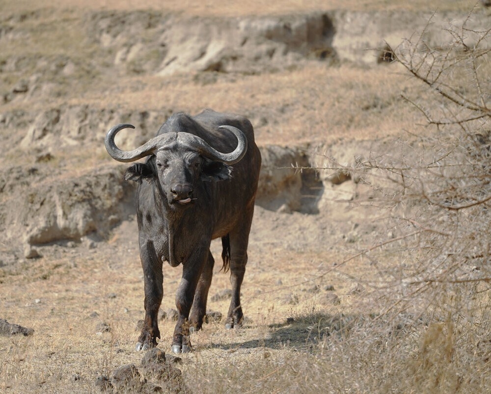 
        Мир&nbsp;животных-2    