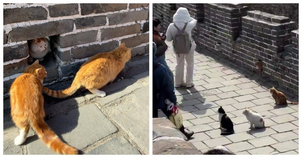 
        Пушистые обитатели Великой Китайской стены    