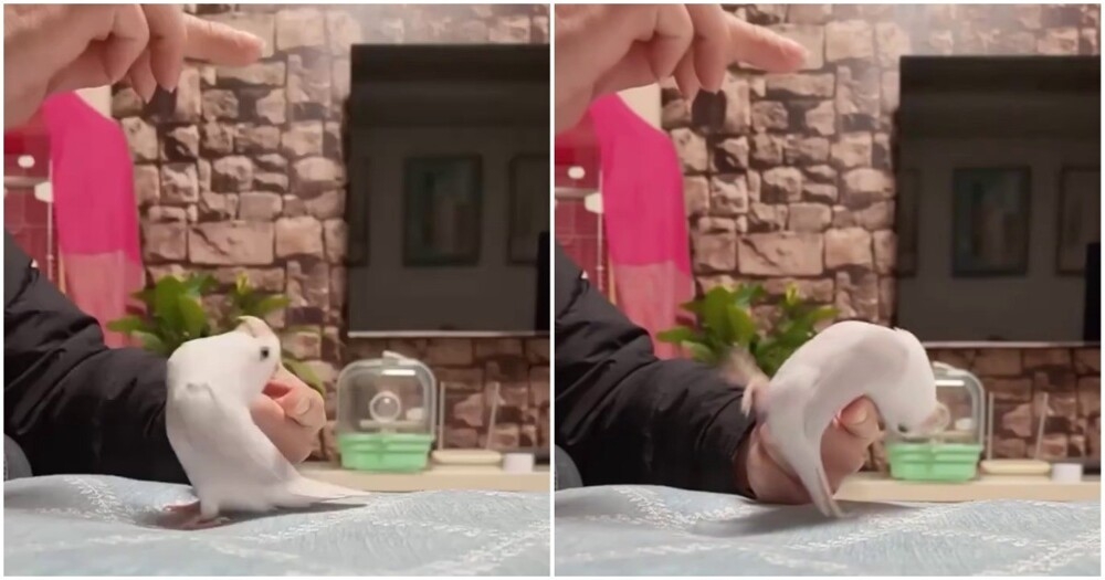 
        Парень научил своего попугая делать заднее сальто    