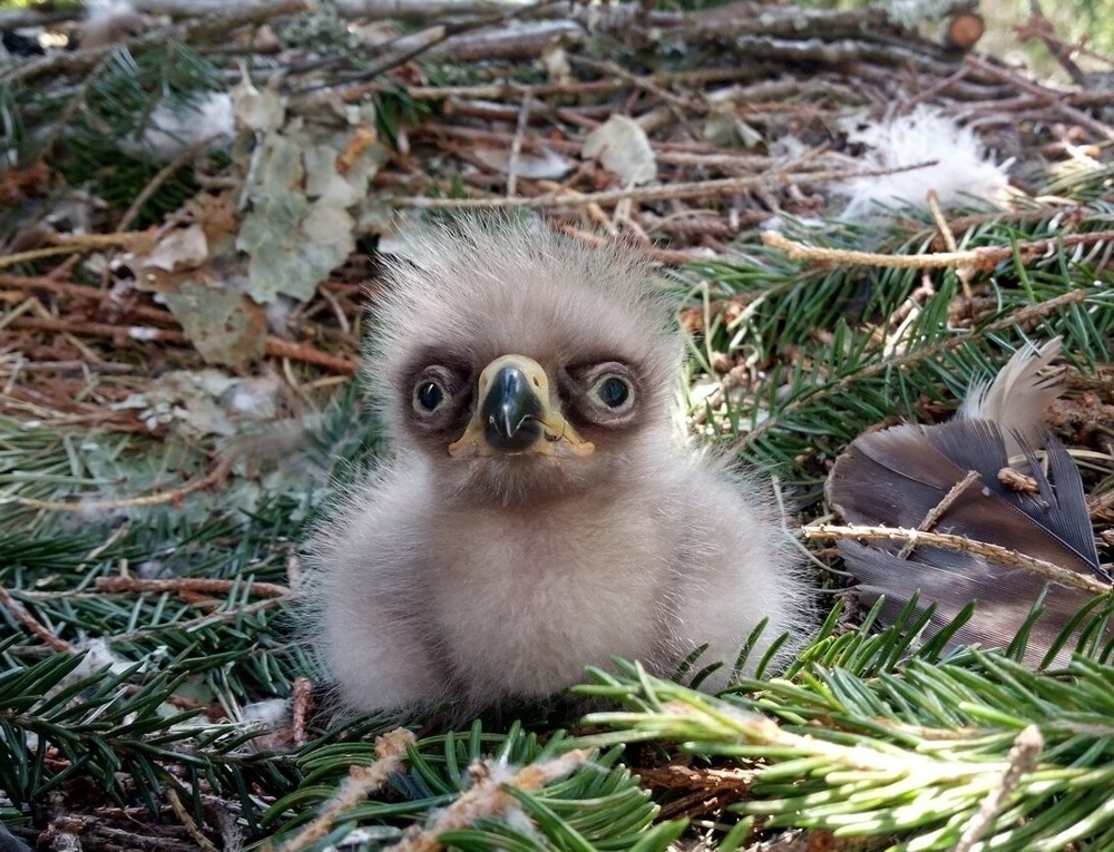 
        В&nbsp;40&nbsp;лет&nbsp;орёл разбивает себе клюв и&nbsp;вырывает все&nbsp;перья    
