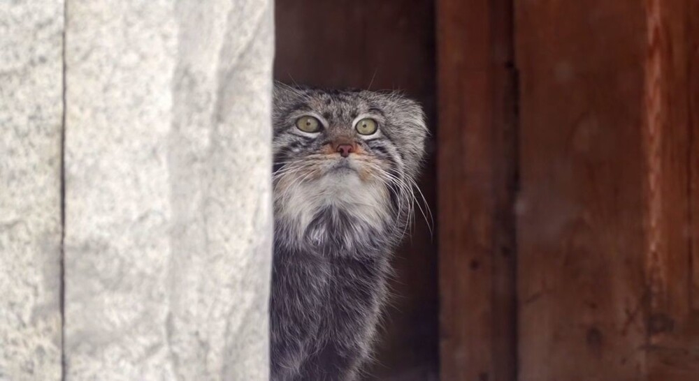 
        &laquo;Доставка на&nbsp;дом&raquo;: Манулу Тимофею подарили коробку с&nbsp;перепелкой    