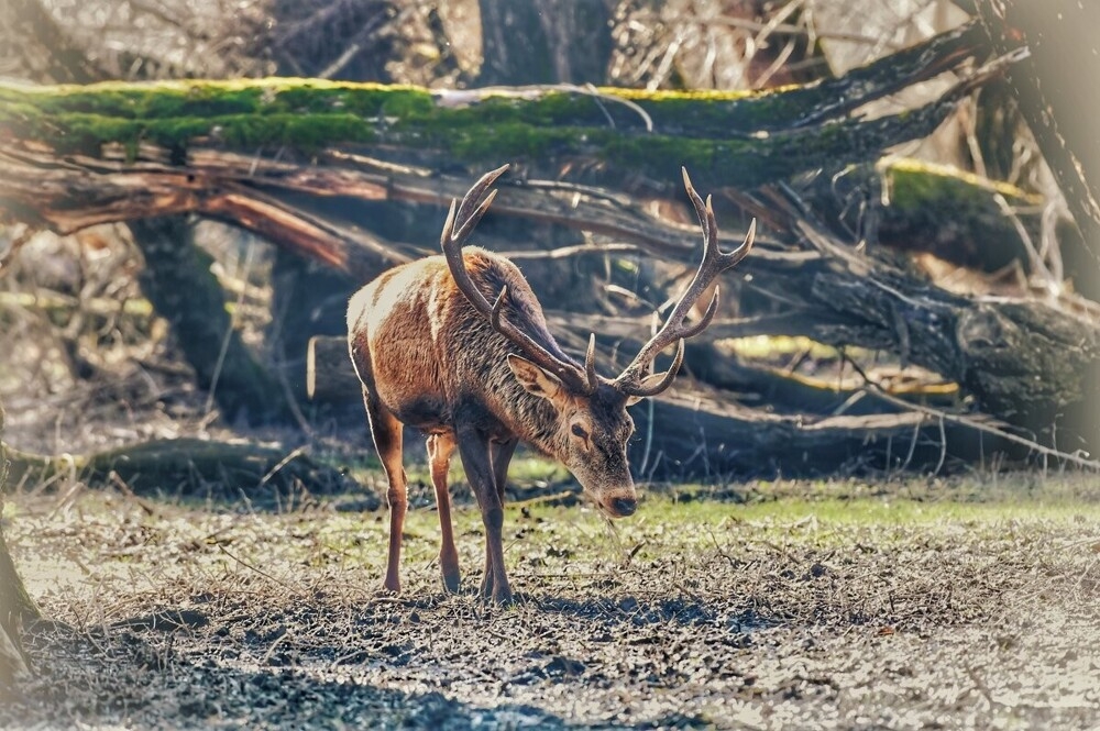 
        Мир&nbsp;животных-6    