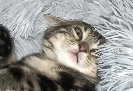 
        Хищник уснул со&nbsp;своей добычей    