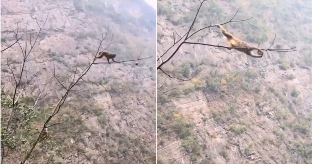 
        В&nbsp;Таиланде обезьянка показала, что&nbsp;готова на&nbsp;всё&nbsp;ради вкусного манго    