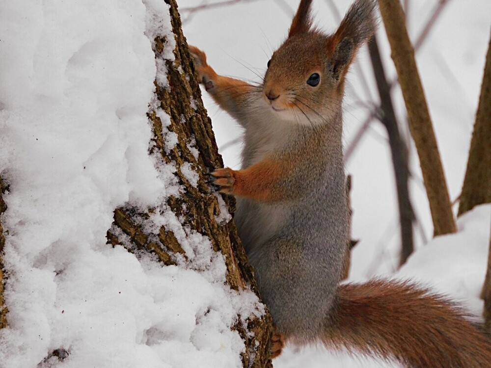 
        Мир&nbsp;животных-4    