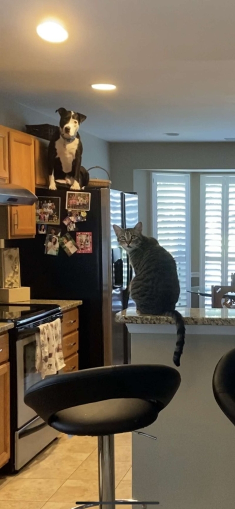 
        18&nbsp;случаев, когда животные превзошли людей в&nbsp;командной работе    