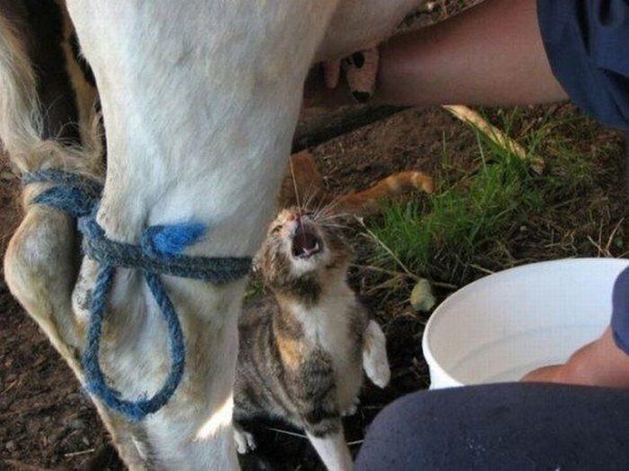 Подборка прикольных фото №3895