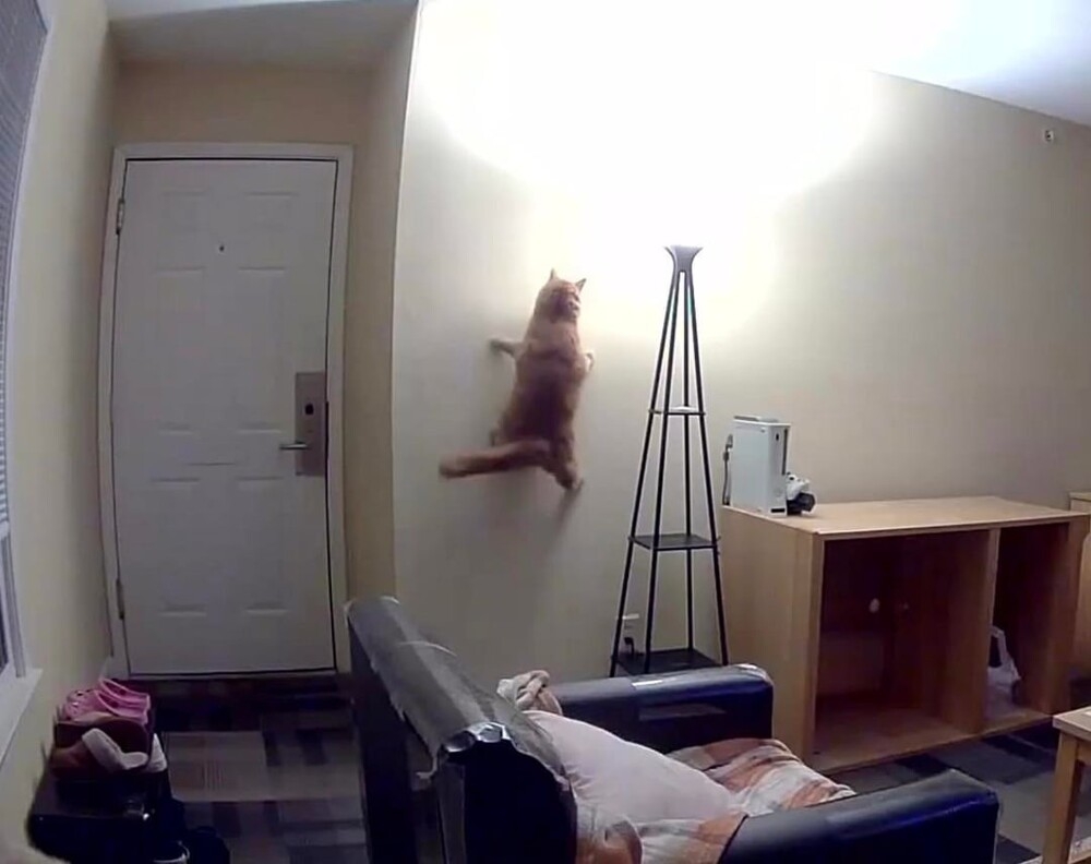 
        20&nbsp;снимков, на&nbsp;которых котики отжигают по&nbsp;полной    